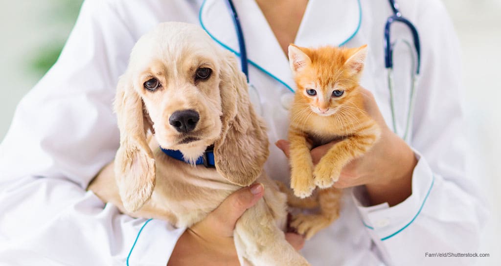 Your Guide to Pet Insurance